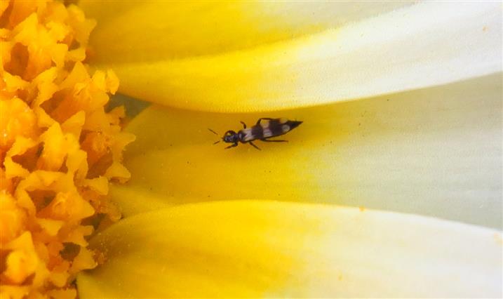 Aeolothrips sp. (Aeolothripidae), femmina